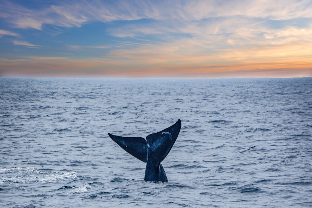 A Guide to Blue Whale Watching in San Diego